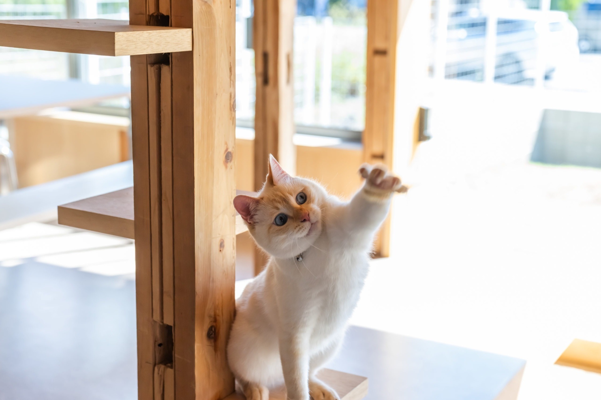 猫も泊まれる宿 | 山梨県河口湖のコテージならICHI 縁
