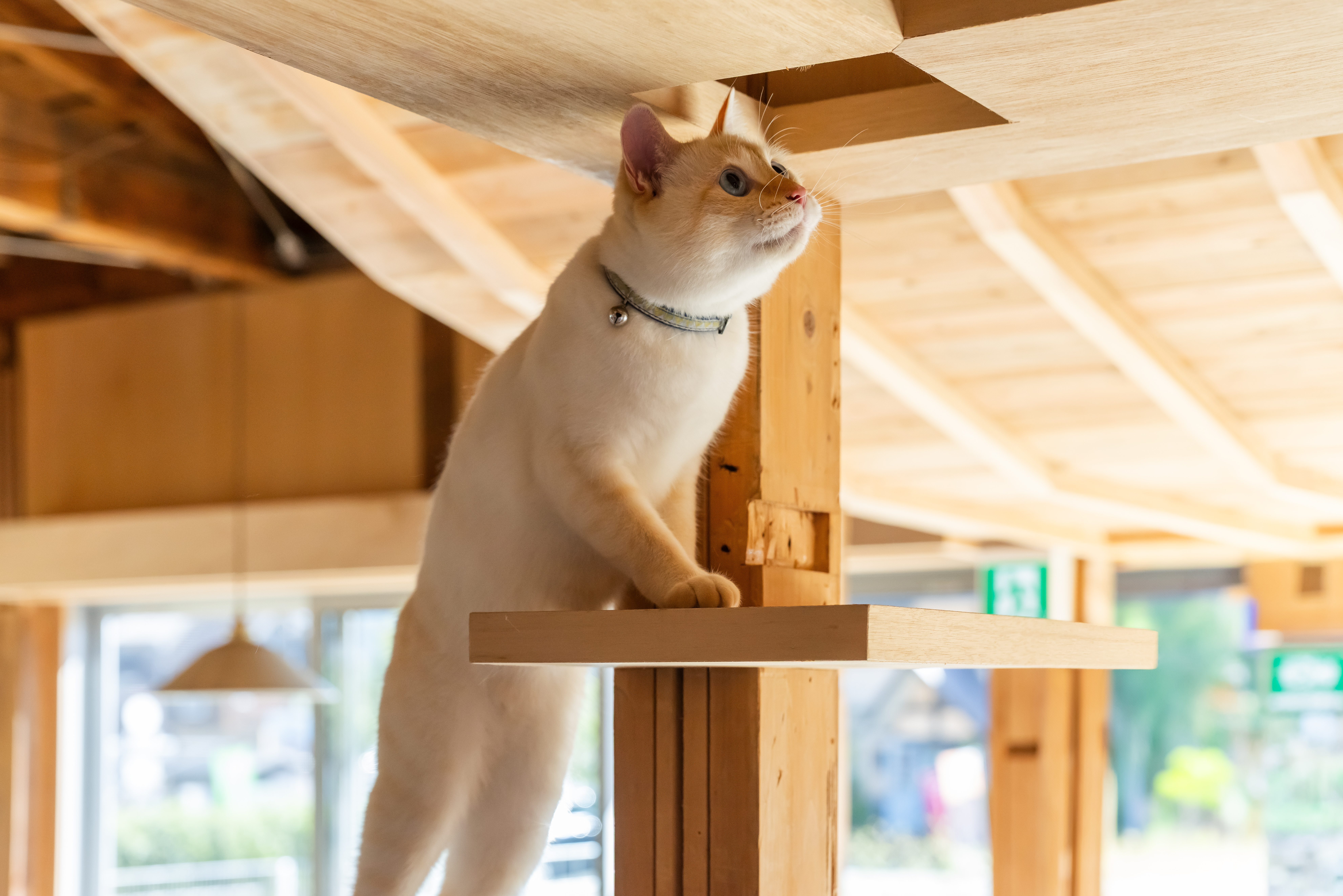 今すぐ予約して特別な体験を！