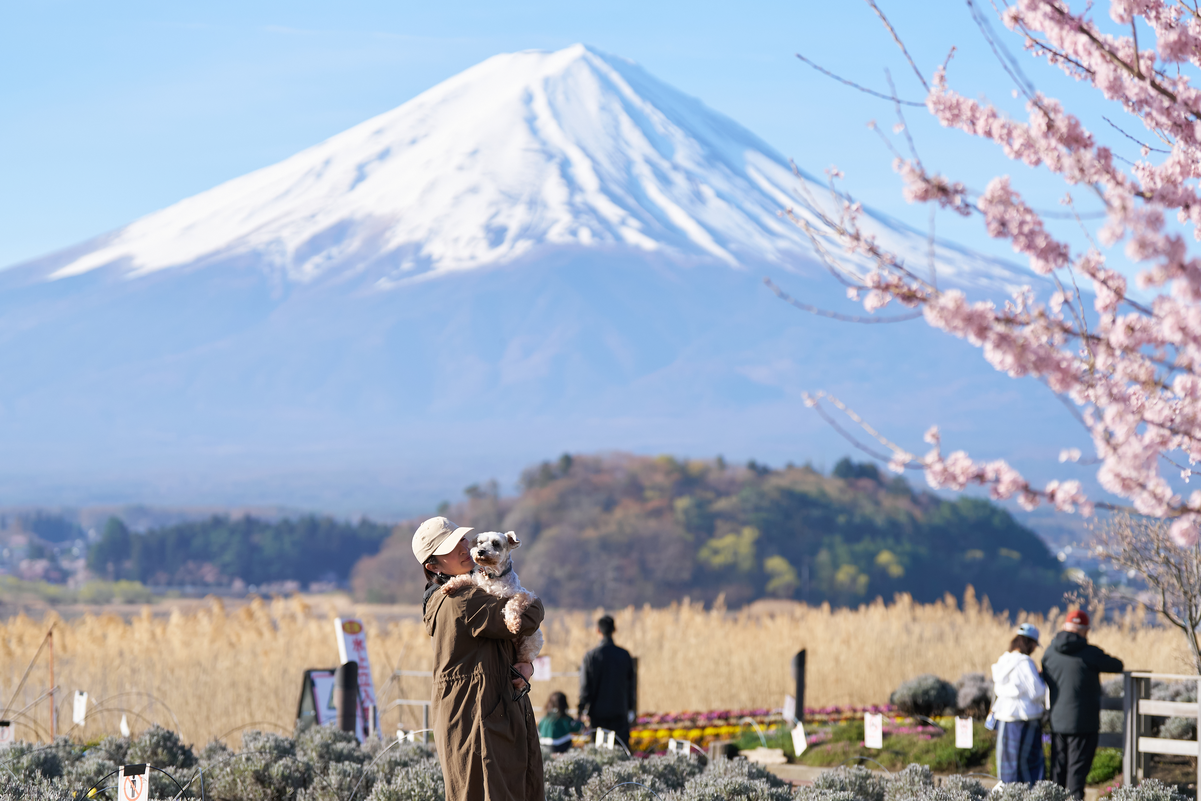 特別な瞬間を河口湖で！富士山ビューのペットと過ごす休日