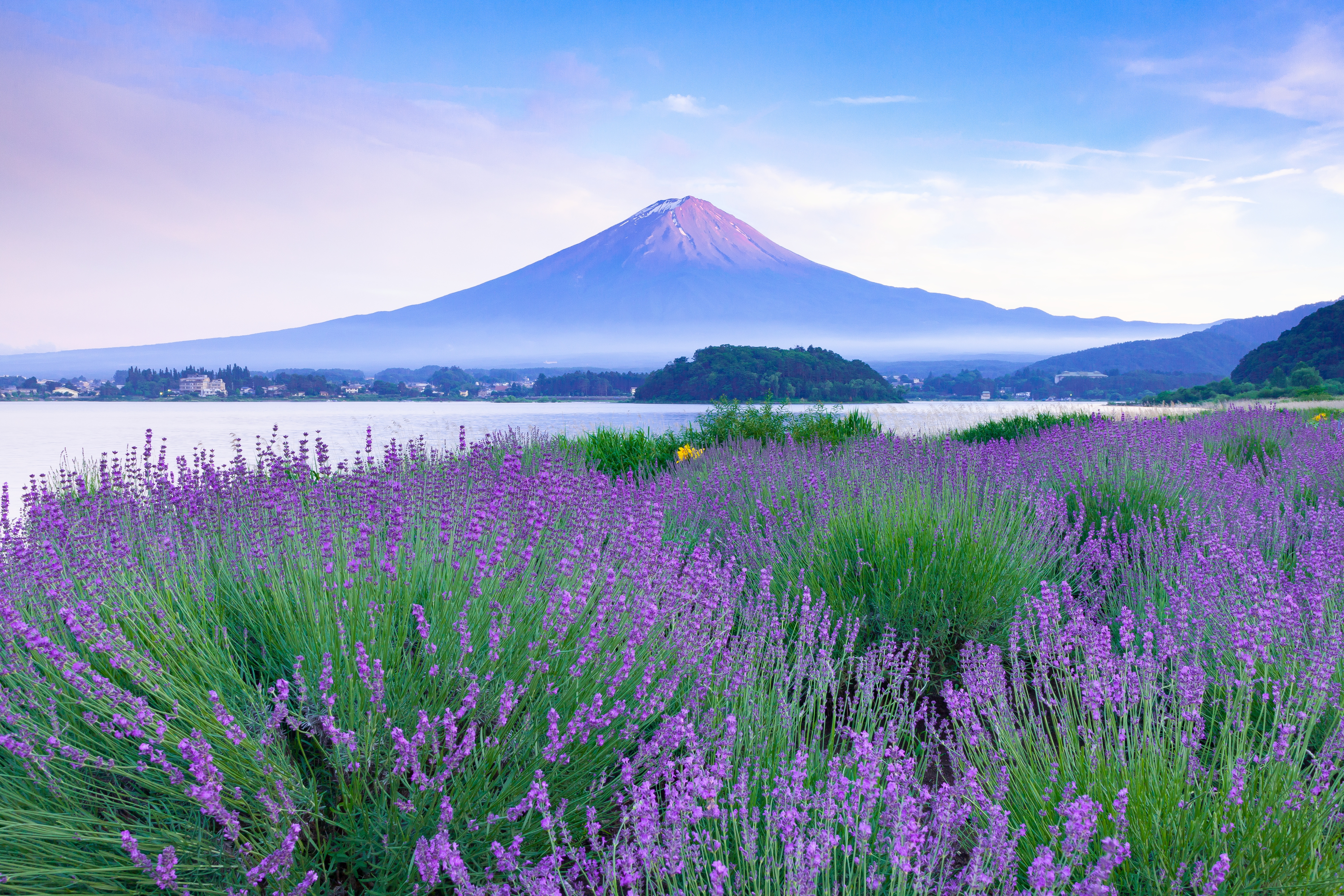 愛犬と共に富士山の絶景を独占しよう！