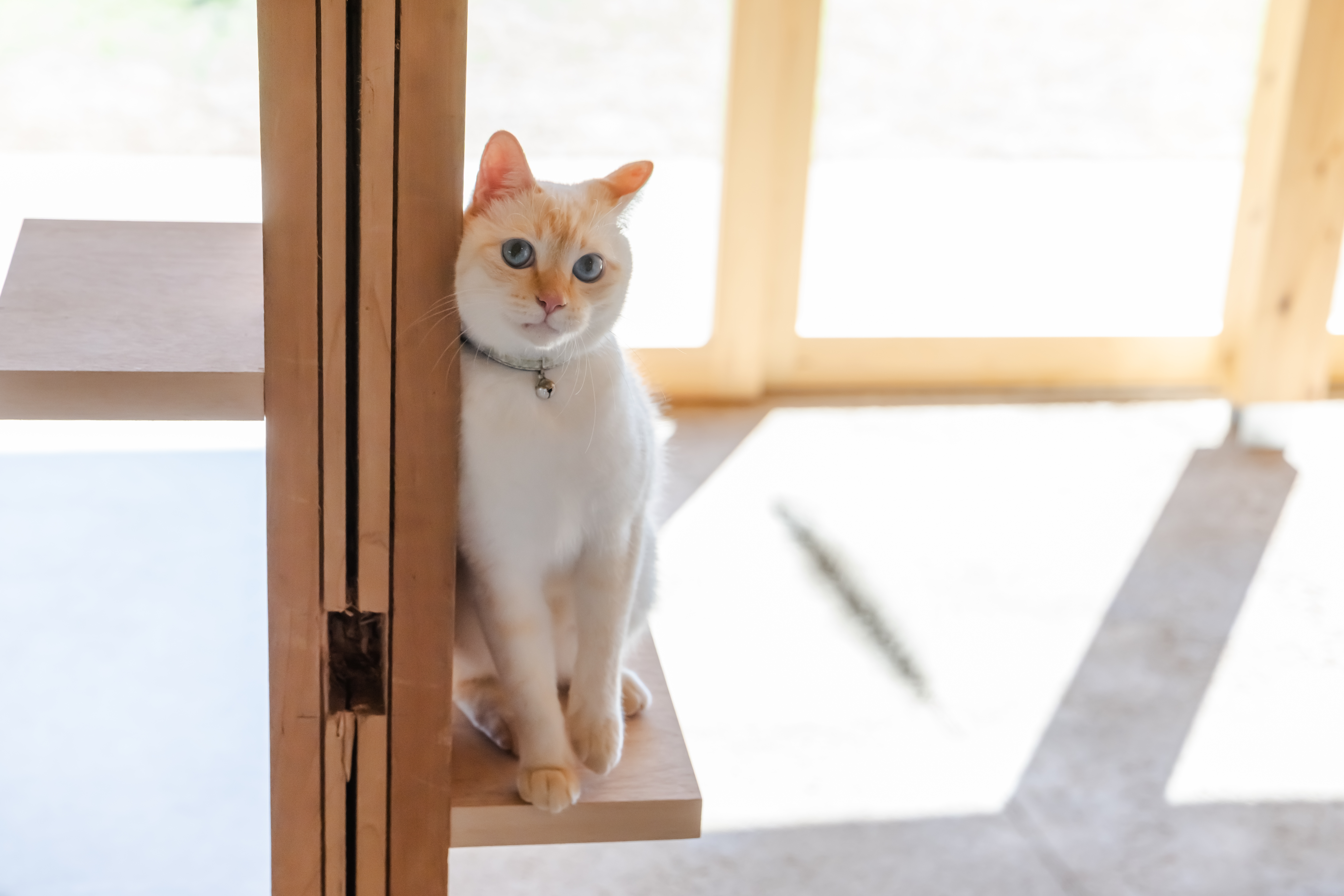 小動物も歓迎！富士山の近くで楽しむペット同伴プラン