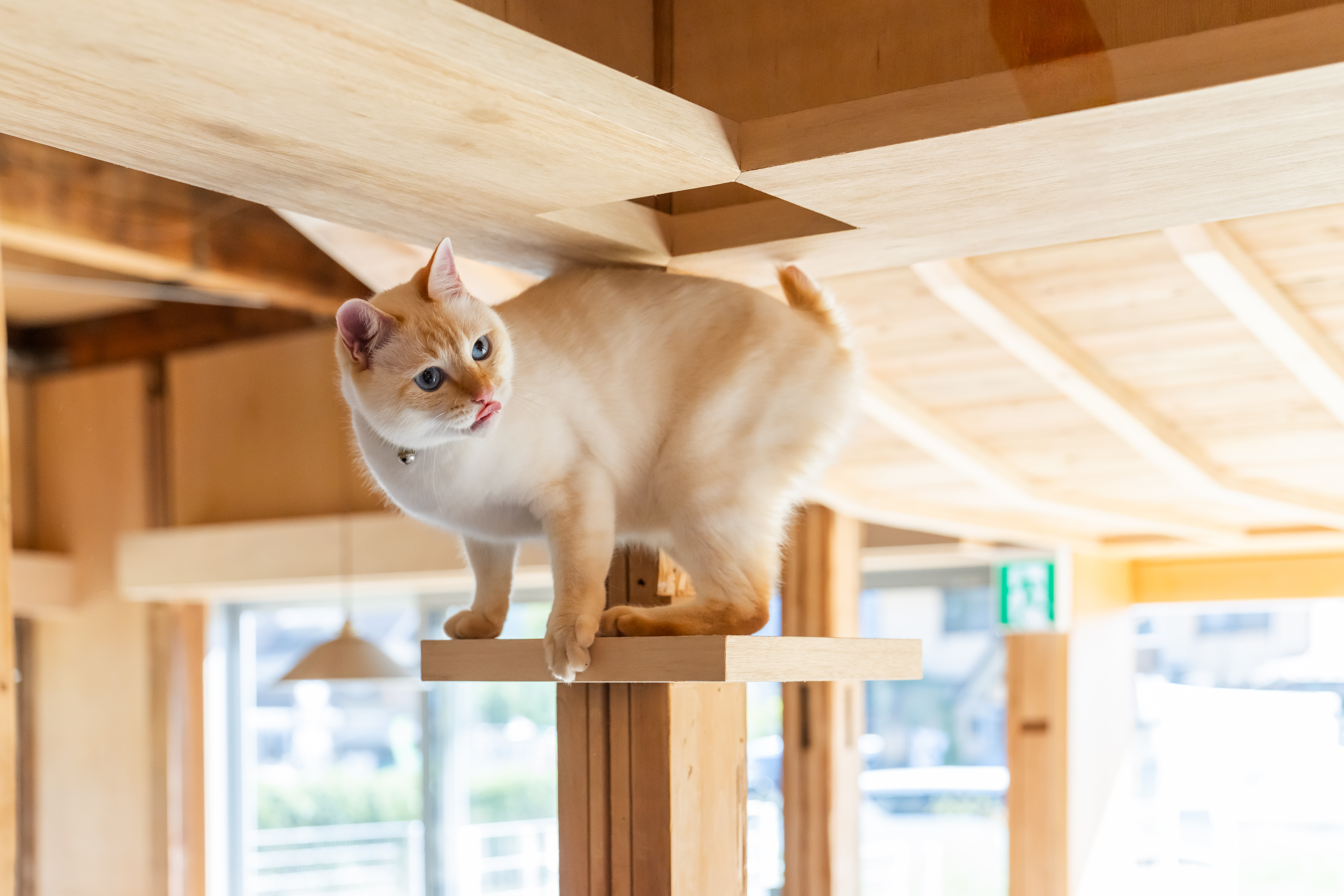 猫と泊まれる古民家コテージで特別なひとときを！