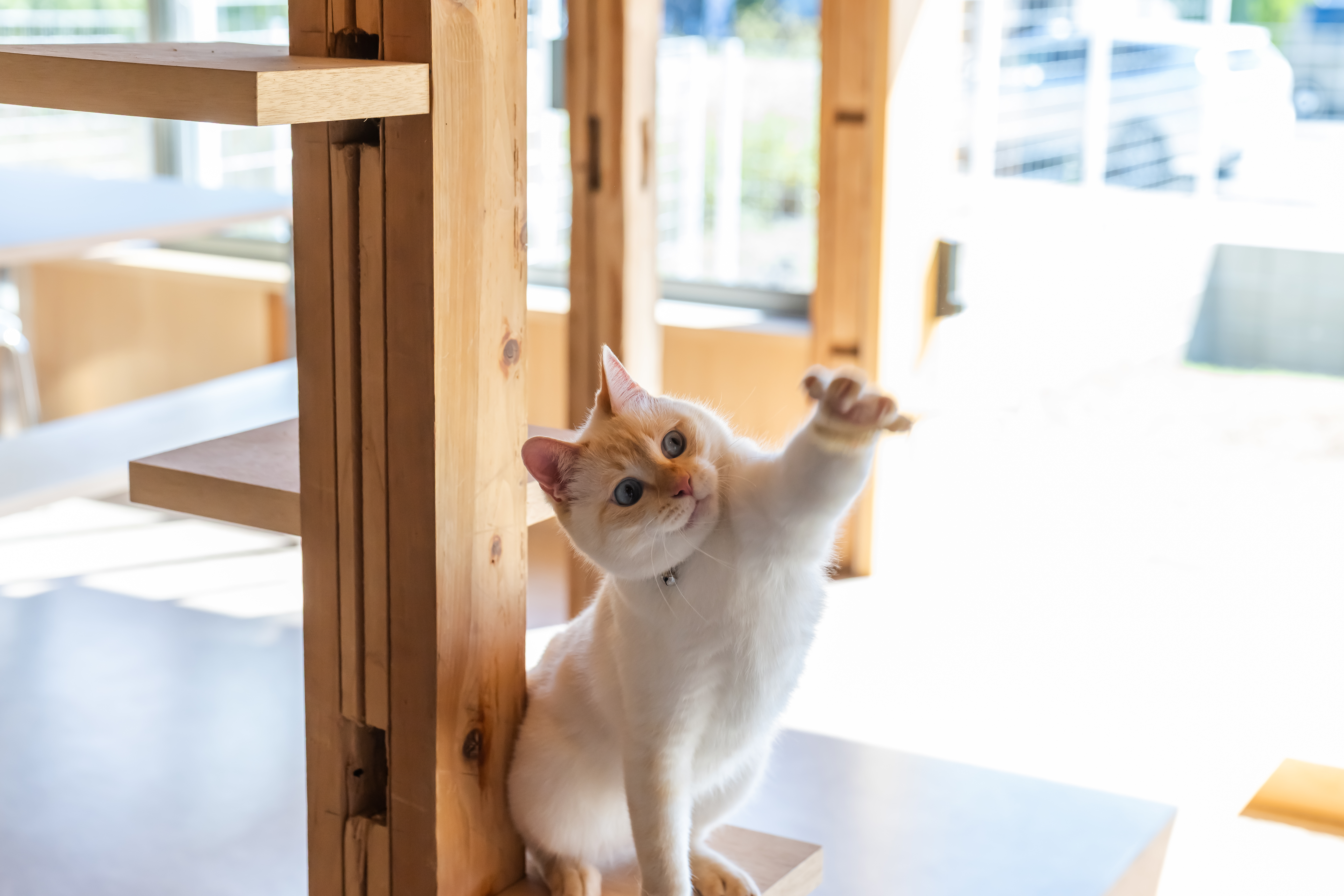 猫ちゃんと一緒に楽しむ、特別なひととき